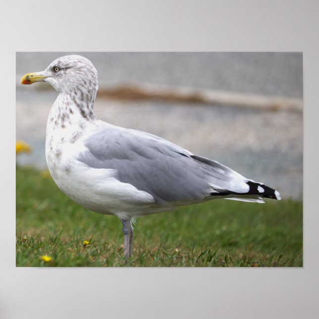 Affiche de photo de mouette (Devant)