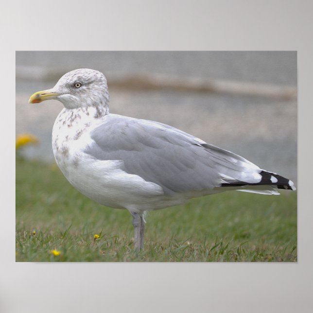 Affiche de photo de mouette (Devant)