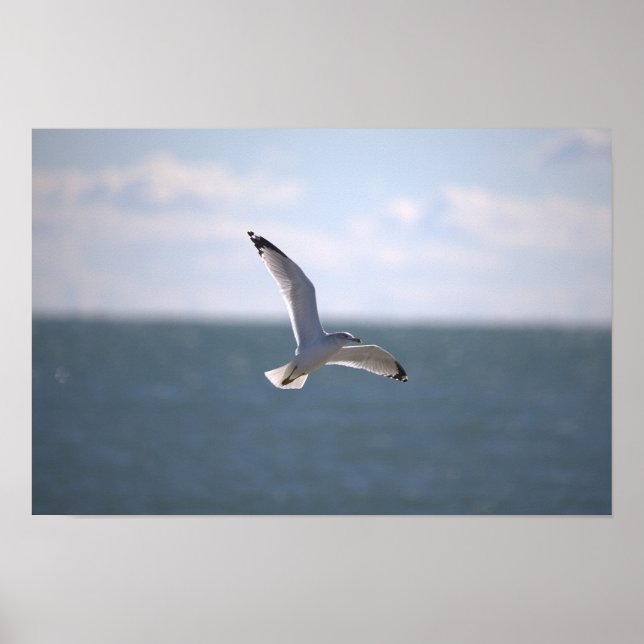 Affiche de photo de mouette volant (Devant)