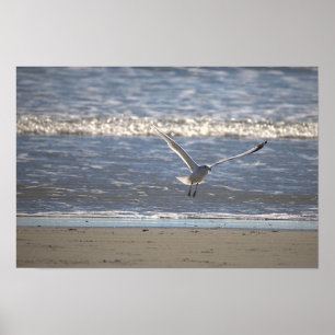 Affiche de photo de mouette volant