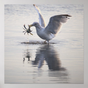 Affiche de photo de pêche au crabe de mouette