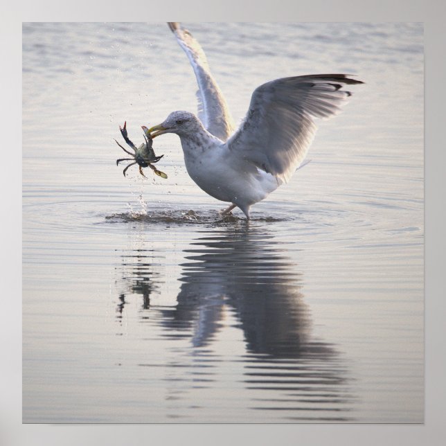 Affiche de photo de pêche au crabe de mouette (Devant)