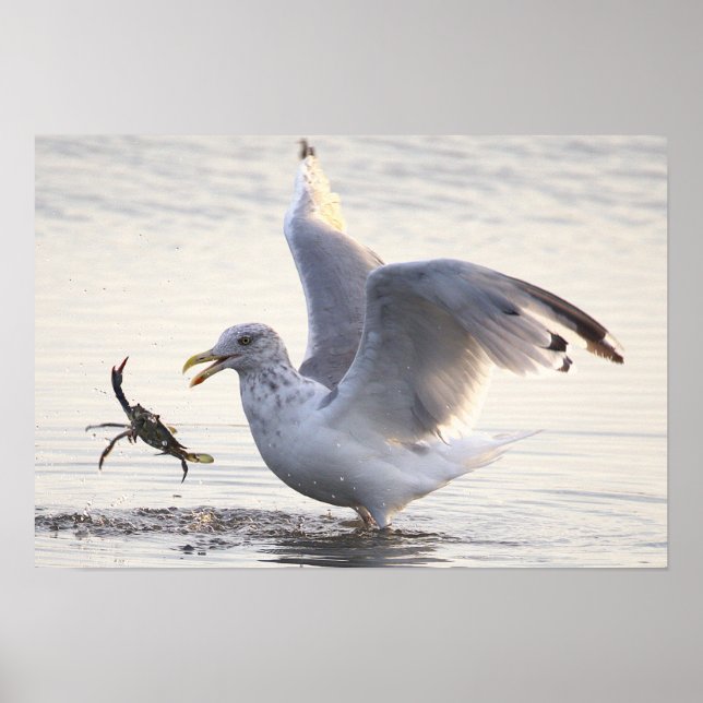 Affiche de photo de pêche aux crabes de mouette (Devant)