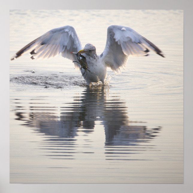 Affiche de photo de pêche de crabe de mouette (Devant)
