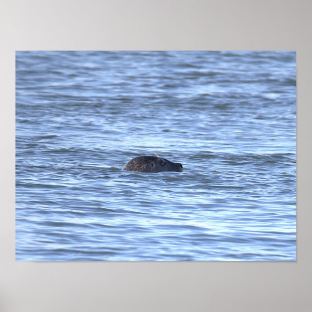 Affiche de photo de phoque  (Devant)