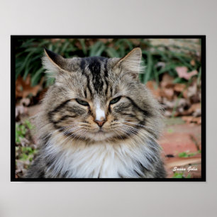 Affiche de photo de portrait de chat Maine Coon