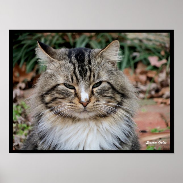 Affiche de photo de portrait de chat Maine Coon  (Devant)