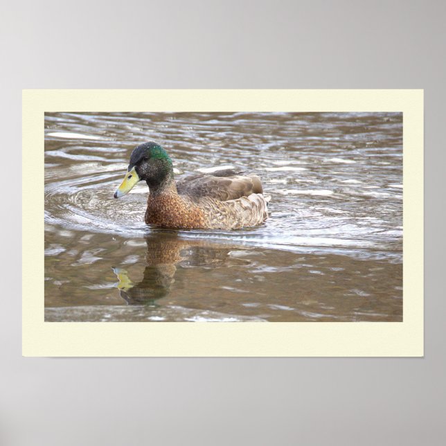 Affiche de photo de réflexion de canard colvert (Devant)