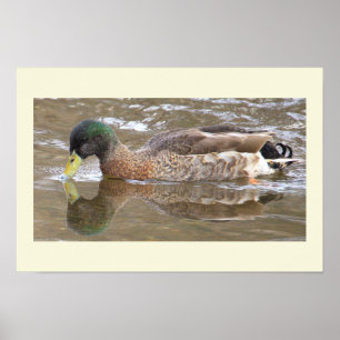 Affiche de photo de réflexion de canard colvert