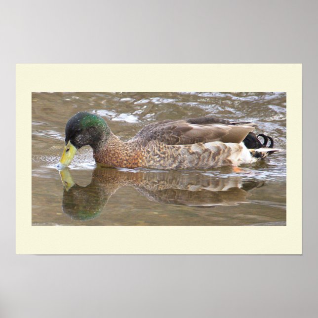Affiche de photo de réflexion de canard colvert (Devant)