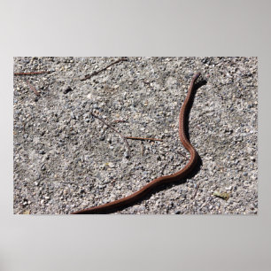 Affiche de photo de serpent