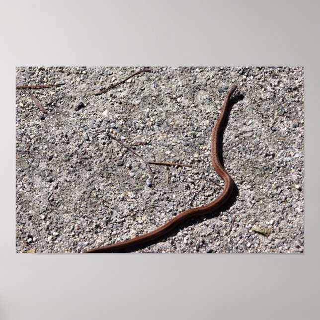 Affiche de photo de serpent (Devant)