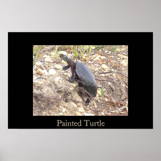 Affiche de photo de Tortue peinte (Devant)