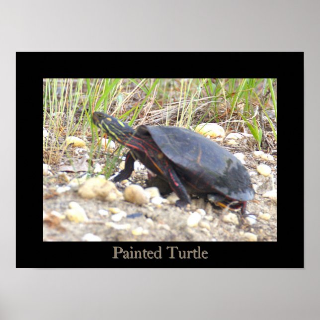 Affiche de photo de tortue peinte (Devant)