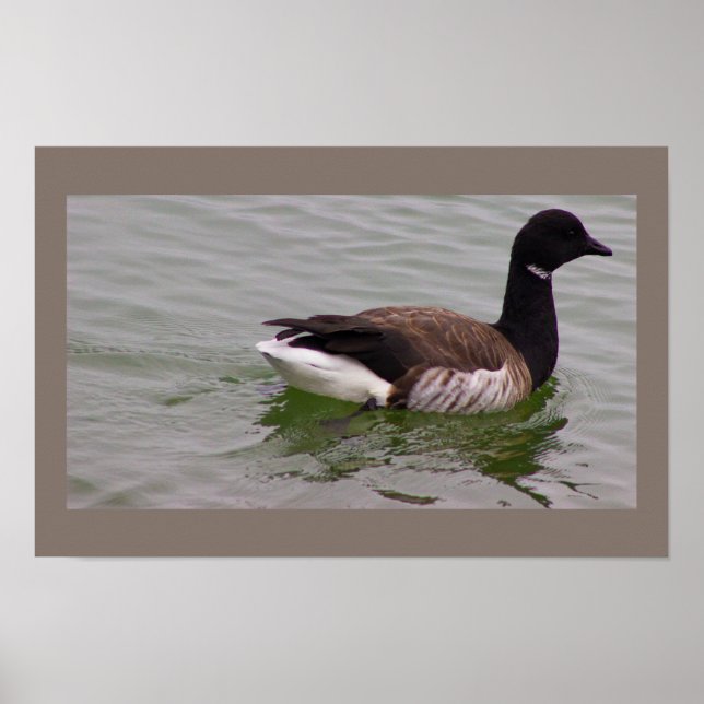 Affiche de photo d'oie Brant (Devant)