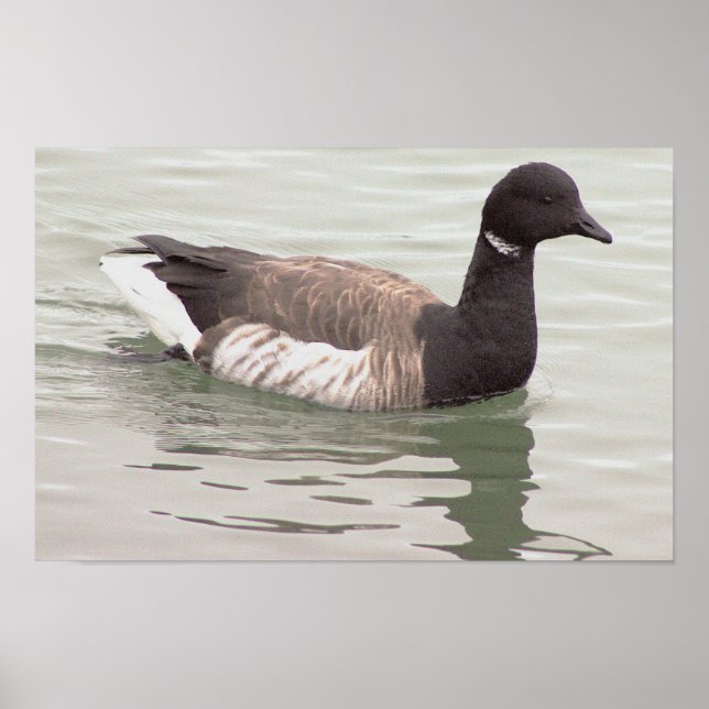 Affiche de photo d'oie Brant (Devant)