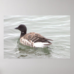 Affiche de photo d'oie Brant
