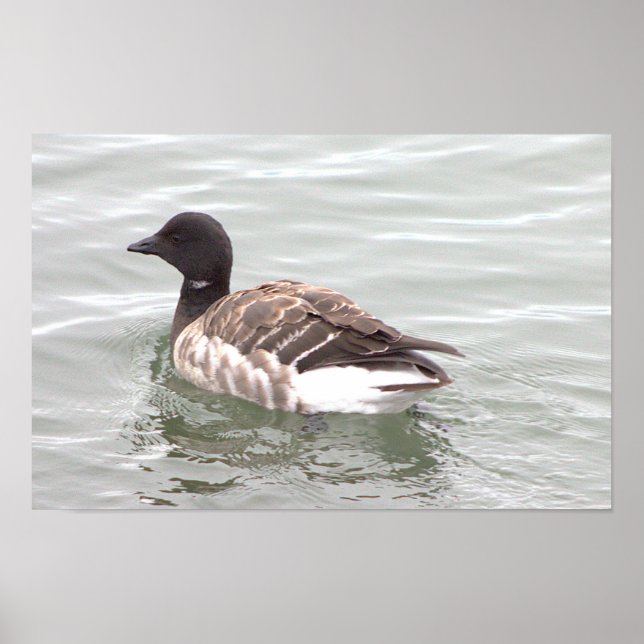 Affiche de photo d'oie Brant (Devant)