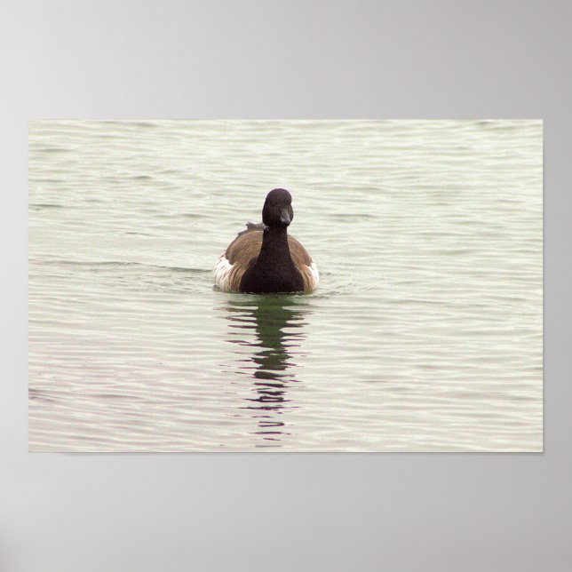 Affiche de photo d'oie Brant (Devant)