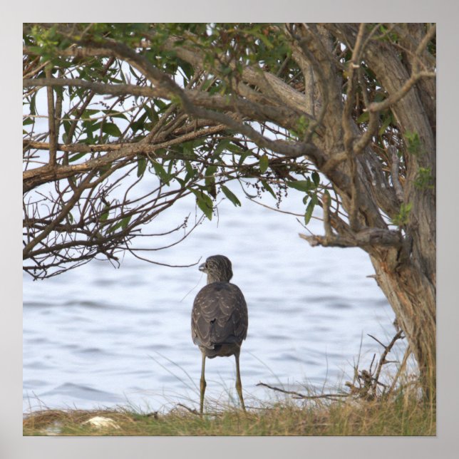 Affiche de photo d'oiseau attendant (Devant)
