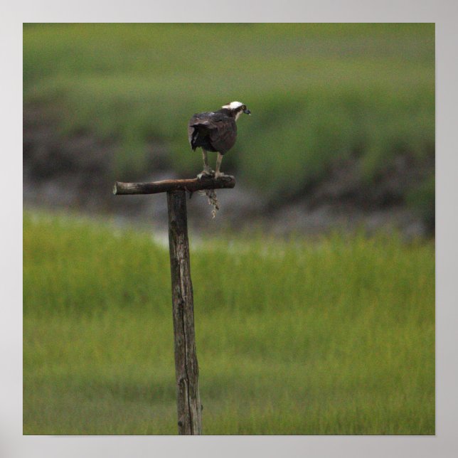 Affiche de photo d'oiseau balbuzard (Devant)