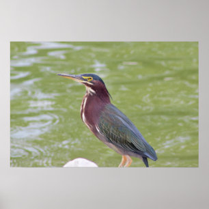 Affiche de photo d'oiseau Héron vert