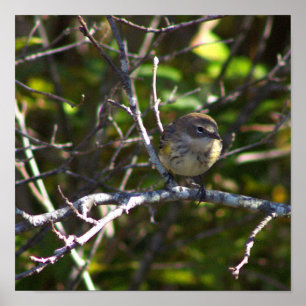 Affiche de photo d'oiseau paruline