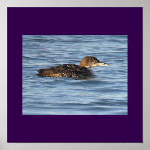 Affiche de photo d'oiseau plongeur
