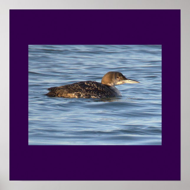 Affiche de photo d'oiseau plongeur (Devant)