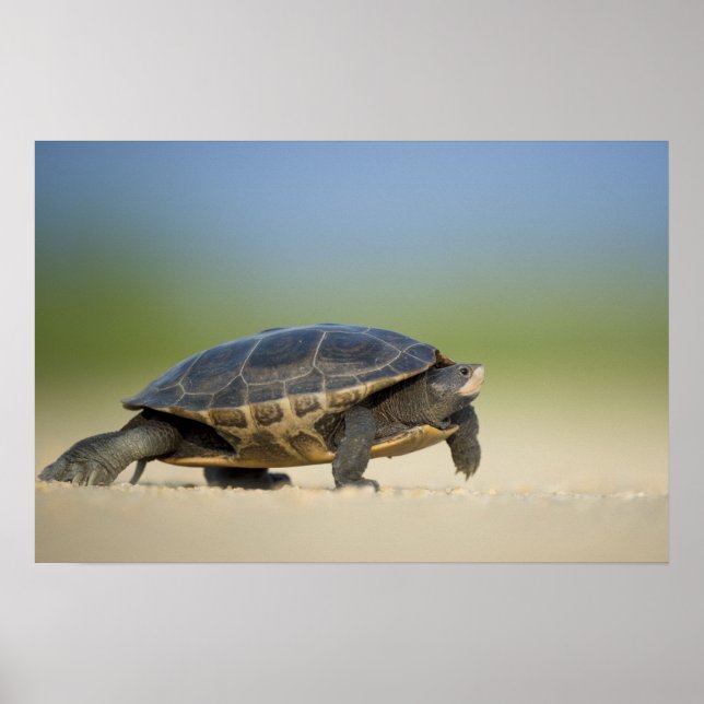 Affiche de photo rapprochée de tortue / amphibien (Devant)