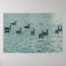 Affiche de photographie de canards paisibles sur l