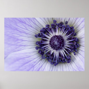 Affiche de photographie macro de l'anémone pourpre