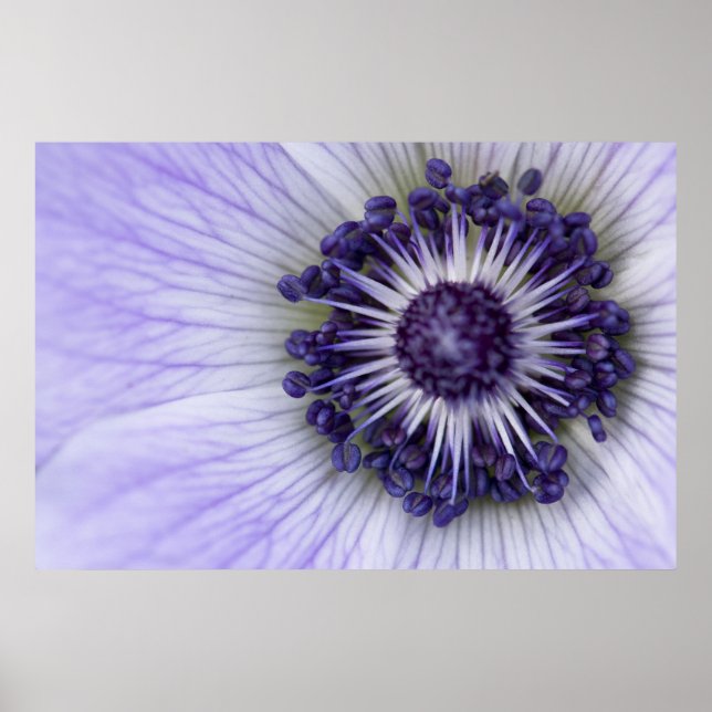 Affiche de photographie macro de l'anémone pourpre (Devant)