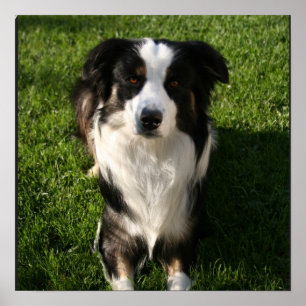 Affiche de photos du berger australien