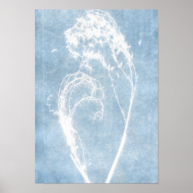 Affiche de plante de cœur de cyanotype bleu (Devant)
