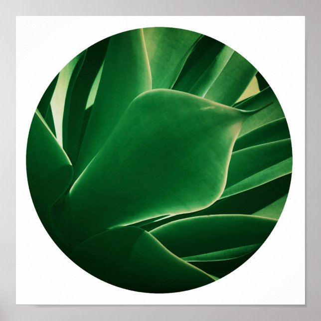 Affiche de plante grasse verte lumineuse élégante (Devant)