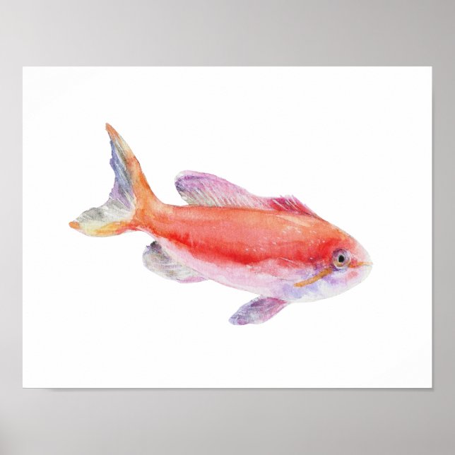 Affiche de poisson Anthias Carberryi à l'aquarelle (Devant)