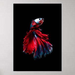 affiche de poissons de betta
