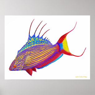 Affiche de poissons de Wrasse du clignoteur de