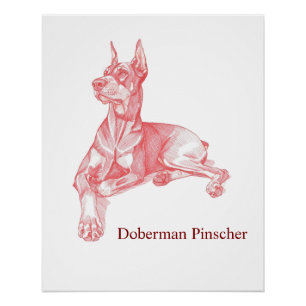 Affiche de portrait au crayon de Doberman Pinscher