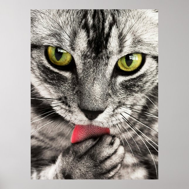 Affiche de portrait de chat mignon (Devant)