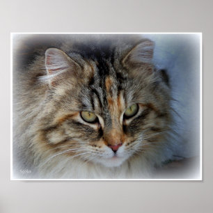 Affiche de portrait de chat tabby à poils longs