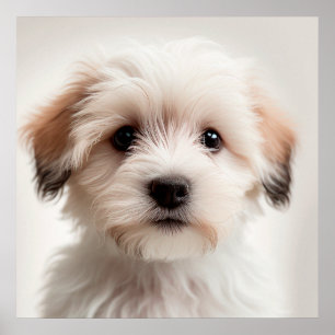 Affiche de portrait de chien havanais mignon (1)