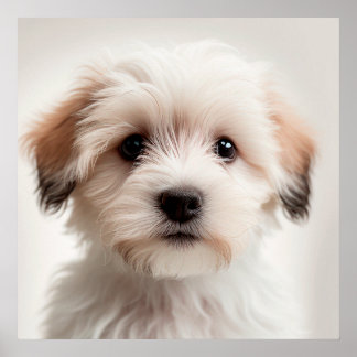 Affiche de portrait de chien havanais mignon (1)