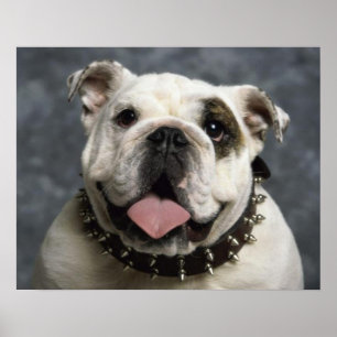 Affiche de portrait de chiot Bouledogue Anglais