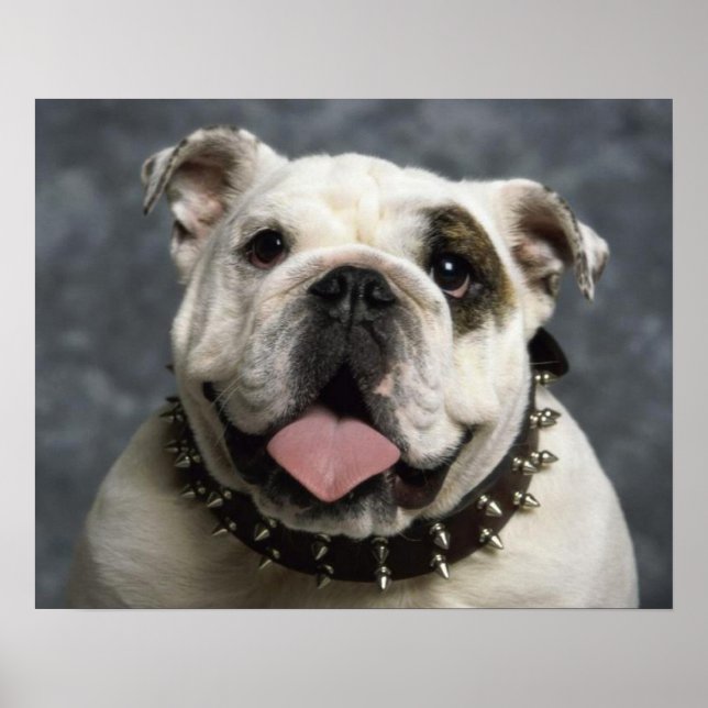 Affiche de portrait de chiot Bouledogue Anglais (Devant)