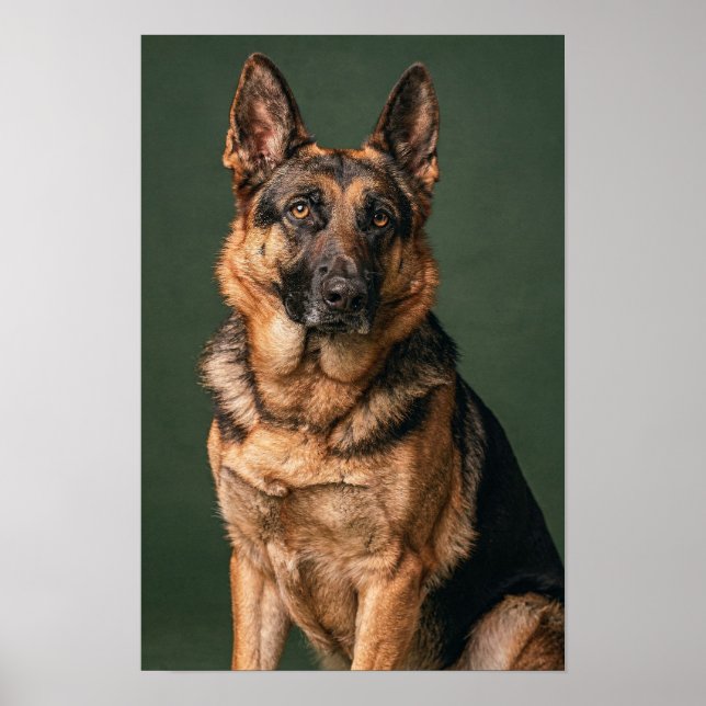 Affiche de portrait de studio Berger Allemand Vert (Devant)