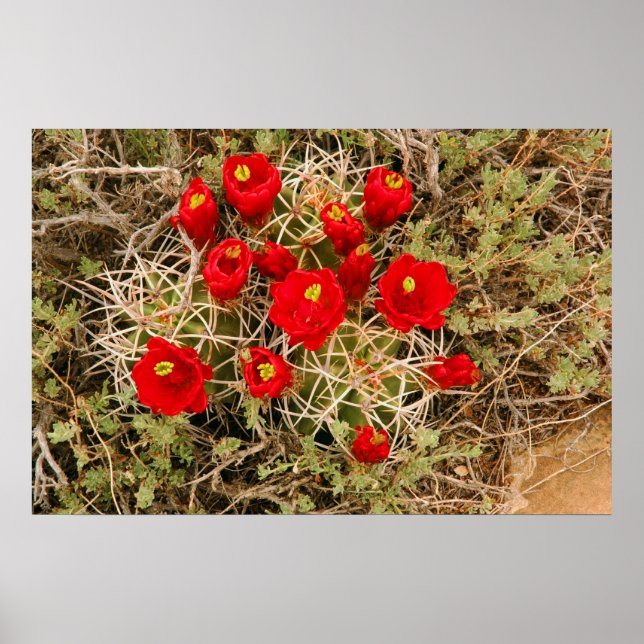 Affiche de Prickly Pear Cactus (Devant)