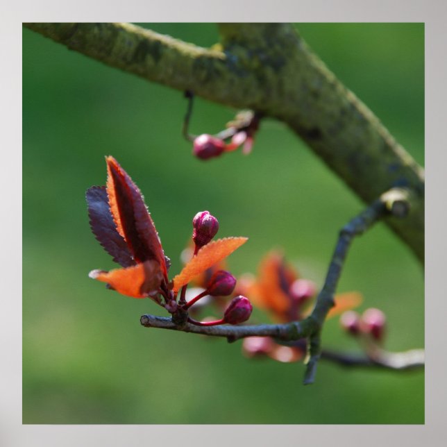 Affiche de printemps (Devant)