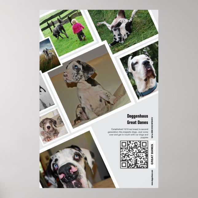 Affiche de promotion d'un élevage de Dogues Allema (Devant)